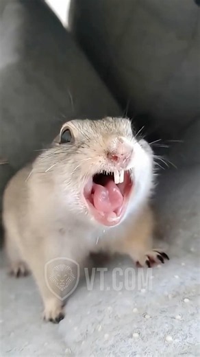 This Squirrel Screams Like a Human 😳😂