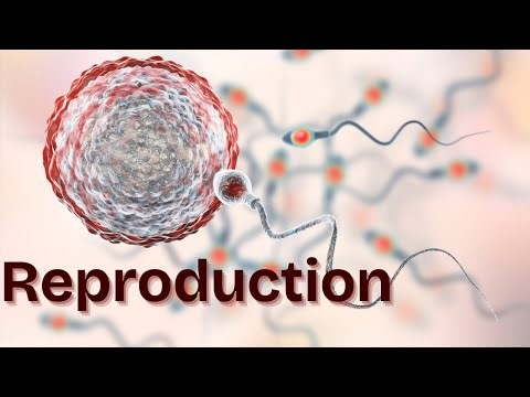 What Is Reproduction? | Types Explained Clearly in Just 4 Minutes