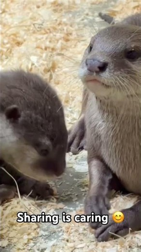 Big brother Splash shares food with little brother Mackerel!