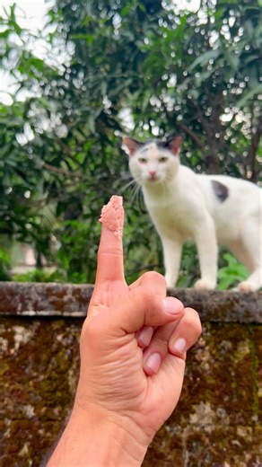 Kitten meowing to attract Cats 😜 | Cat videos | Cat sound | Cat voice | Cat | Cats meowing | Cats