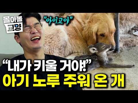 “동화 아니야?” 산에서 작은 동물들 데려와 돌봐주는 천사 리트리버. 설쌤이 알려준 그 이유 #몰아볼교양