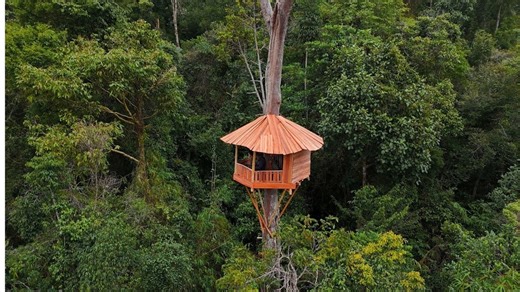Mushroom-Shaped Survival Shelter on an Ancient Tree – Deep Jungle Bushcraft Build! 🍄🌿#bushcraft #build #camping #survival #shelter #outdoorstyle | Dax's Monster