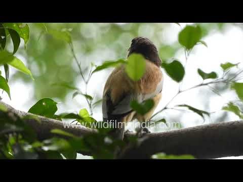 A Rufous Treepie perched on a lush green tree in New Delhi