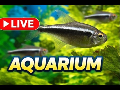 Live Aquarium – Relaxing Freshwater Fish Tank | Tetras & Plants