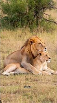 A Young Lioness Falls for a Handsome Lion | Maasai Mara National Reserve, Kenya