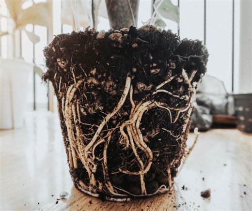 Root Rot: Identifying Symptoms, Causes, and Effective Treatments for Your Garden - Care Guide | ForwardPlant