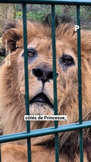 Djibo, le plus vieux lion d'Europe est mort