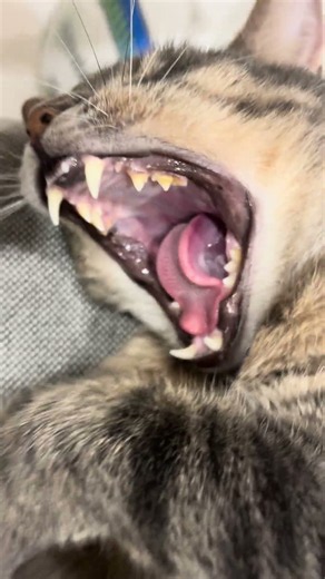 Attention! Massive Teeth Click 😹 #zuma #funnycat #cat #cute #catlife #cutecat