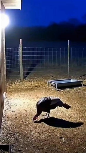 Nighttime CCTV captures eagle attacking turkey | Rescue TV
