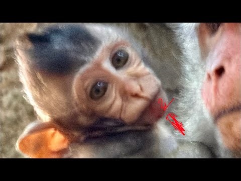 The result of baby monkey Sterling falling down from high tree