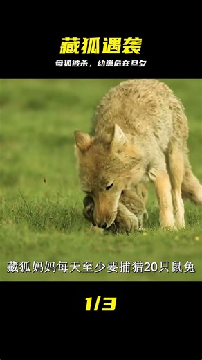 藏狐媽媽慘遭灰狼殺害，4只幼崽嗷嗷待哺的幼崽又該如何生存？ #藏狐，灰狼，动物世界，自然，生存，惨剧