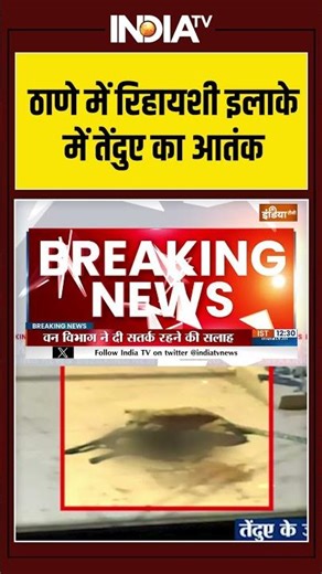 ठाणे में रिहायशी इलाके में तेंदुए का आतंक #ytshorts #mumbai #leopard #viralshorts #rescue #operation