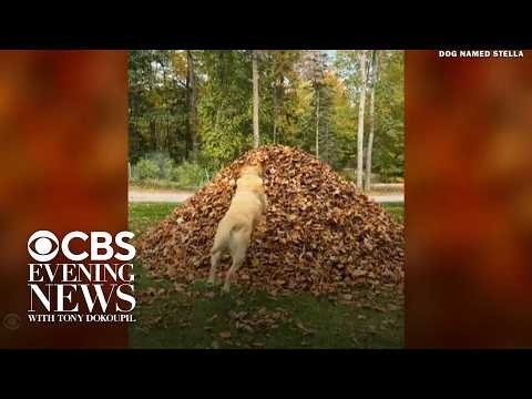 Yellow labs make first leaf pile jump of this fall season