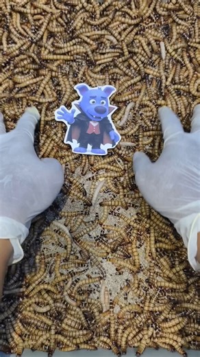 Part 237 : Babybus vs Mealworm | Experimental Battle! #experiment #mealworm #shorts