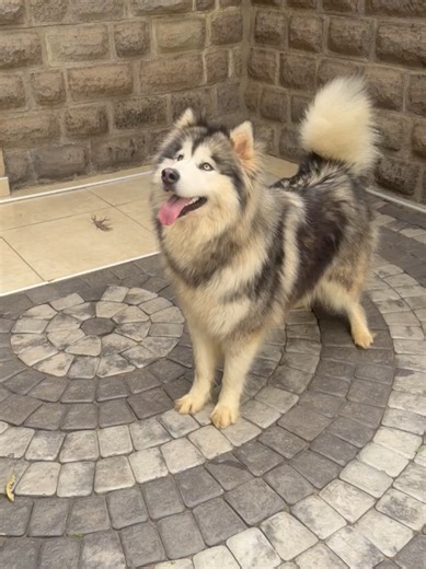Stunning Siberian Husky in Rwanda: Too Stubborn to Jump! 🐺❄️