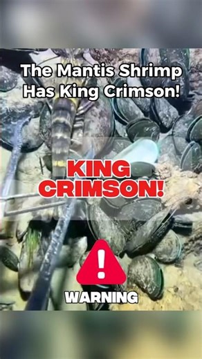 JoJo Memes for STEEL BALL RUN #jojosbizarreadventure #jjba #jojo #steelballrun