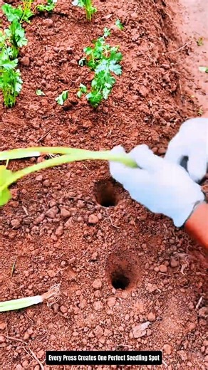 Smart Vegetable Planting : How One Press Creates Uniform Growing Holes