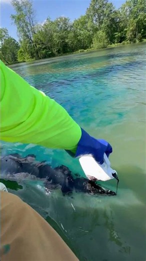 He Added Color To The Lake Every Day 😨