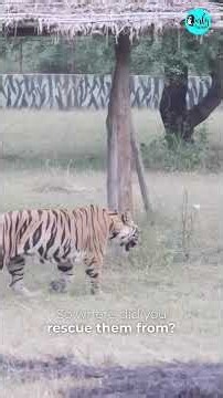 World’s 1st White Tiger Safari In Madhya Pradesh Ft Elli AvrRam!