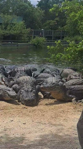Feeding over 20 gators at Gatorland