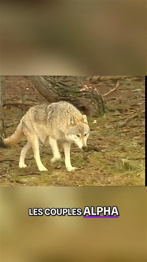 Les loups dominants ont des droits exclusifs ? #science #jamy #experience