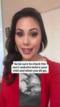 New baby sloth bears at the Zoo