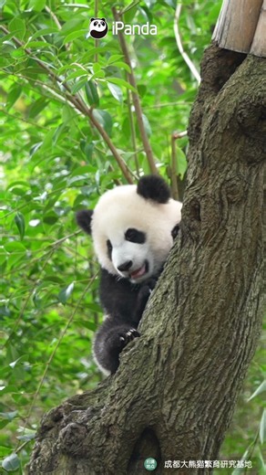 "Panda Fruit" Spotted In The Tree | iPanda #shorts