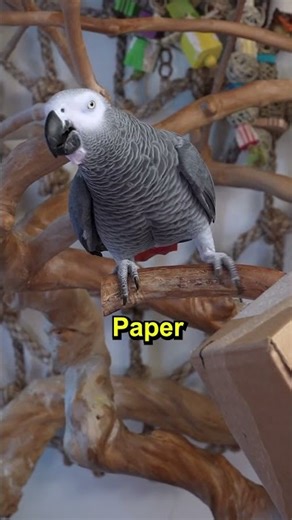 A Troublesome Box 📦