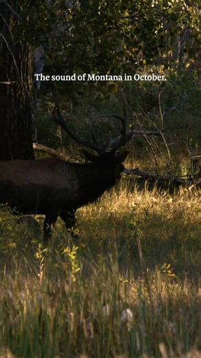 Hear Elk Bugling in Montana’s High Country | Fall Elk Rut