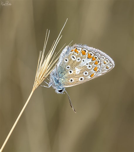 COMMON BLUE 7