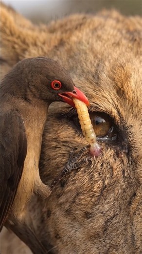 Parasitic worm vs the King of the Jungle