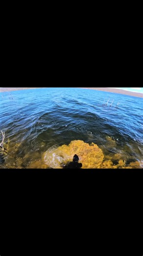 Exploring Googong Yella with AI Live Skins Lures