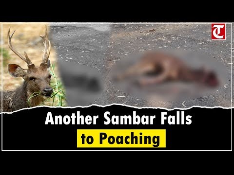 Poaching continues unabated as another sambar killed in Nangal