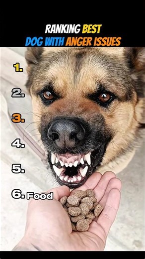Ranking Best Dog With Anger Issues
