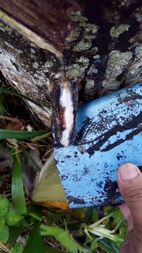 Petani Karet on Instagram: "Latex rubber tree #latex #rubber"