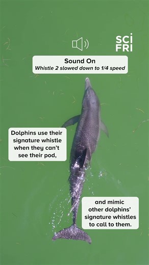 Dolphins have signature whistles