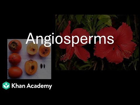 General Characteristics and Reproduction in Angiosperms | Plant Kingdom | Class 11 | Botany