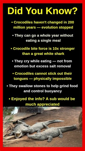 Crocodile Facts That Will Completely Surprise You 🐊🌊