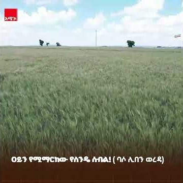ዐይን የሚማርከው የባሶ ሊበን የስንዴ ሰብል!