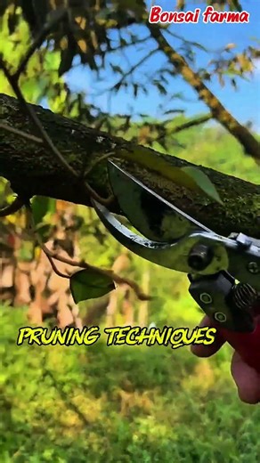 Tree Pruning for Maximum Growth 🌳✂️ | Secret Technique Every Gardener Should Know!#pruning