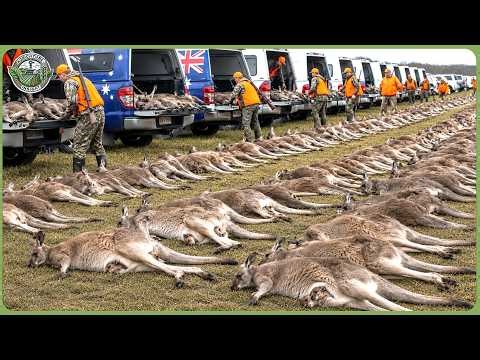 How Australian Farmers Deal with Millions of Wild Animals to Save the 2026 Harvest