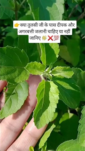 Tulsi plant care tips vastu tips ☘️ ❌💯#garden #tulsi #tulsikatha #upay #nature #trueline #shorts