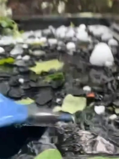 BATTERING HAIL ⚾️: Massive hail pummeled Springfield, Missouri, shattering car windows and leaving glass scattered among piles of hail. #FOXweather #severeweather #missouri #tornadoes
