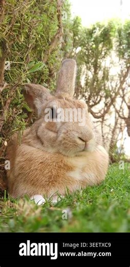 A close-up shot of a ginger rabbit peacefully resting in a calm environment. The fluffy animal appears relaxed, showcasing soft fur texture and gentle breathing. The intimate framing highlights the rabbits natural behavior Stock Video Footage - Alamy