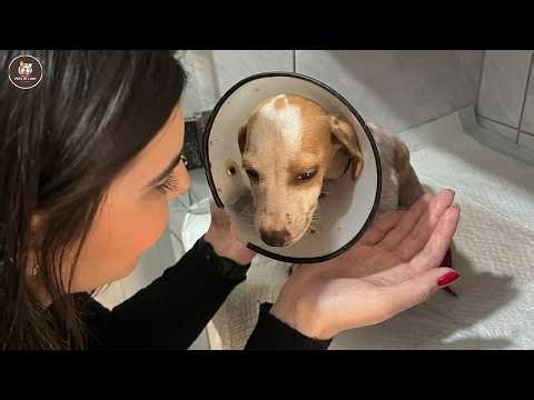 We found a shy puppy on the street... what happened next left us in tears