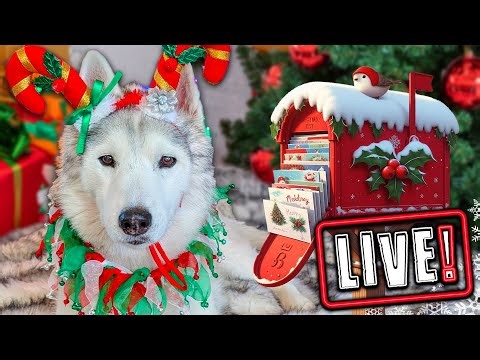 My Dogs Open Gifts LIVE! Over 450 Cards! Annual Christmas Card Exchange