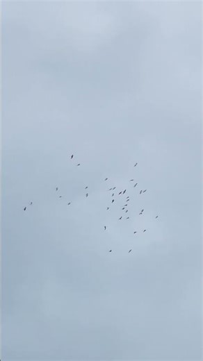 Migration of birdies fly above