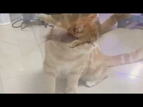 猫が喜ぶ映像：🥰素晴らしいクリップはすべてメンバーチャンネルにあります👇🏻🥰いつも動画楽しく観てます 🐈🐈‍⬛可愛い猫ちゃんに毎日癒されてます🙏🏻