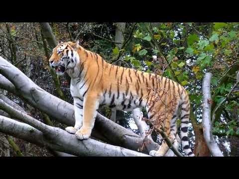 Tigers – The Silent Kings of the Wild