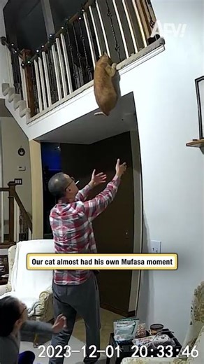 My cat almost had his own Mufasa moment